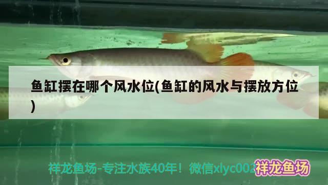 細(xì)線銀板魚與粗銀板魚（粗線銀板魚怎么分雌雄）