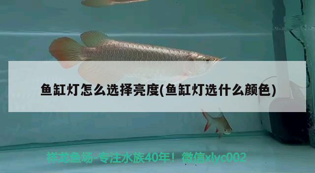 幾條金龍魚混養(yǎng)最好：金龍魚混養(yǎng)幾條比較好