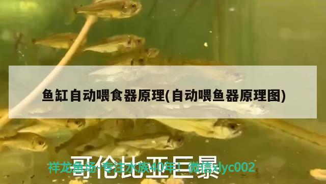 最新魚(yú)缸過(guò)濾系統(tǒng)設(shè)計(jì)(魚(yú)缸過(guò)濾最佳設(shè)計(jì)) 丹頂錦鯉魚(yú)