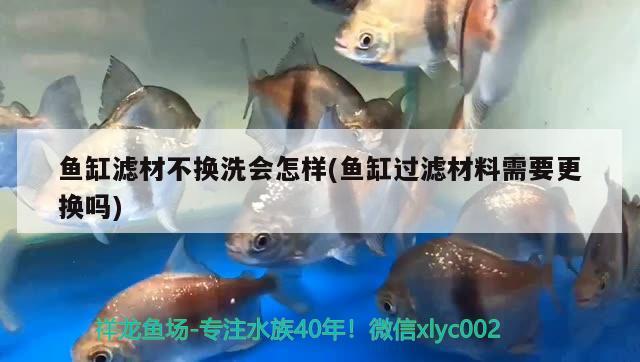 魚缸濾材不換洗會怎樣(魚缸過濾材料需要更換嗎) 虎紋銀版魚