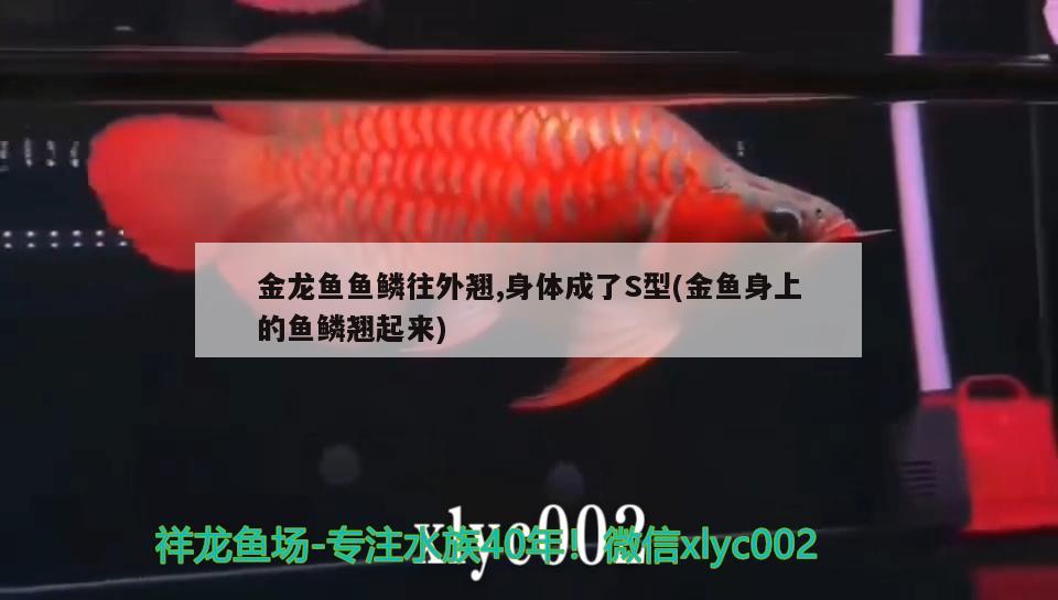 金龍魚魚鱗往外翹,身體成了S型(金魚身上的魚鱗翹起來)