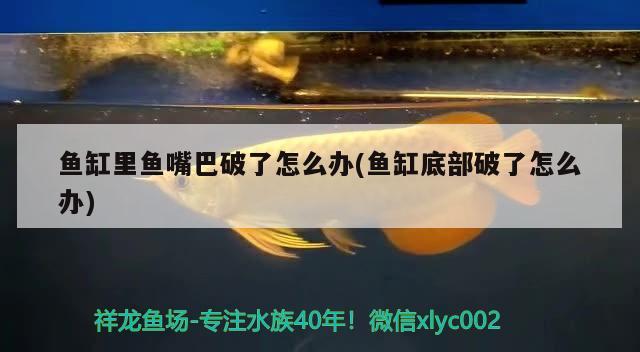 魚缸里魚嘴巴破了怎么辦(魚缸底部破了怎么辦) 成吉思汗鯊（球鯊）魚