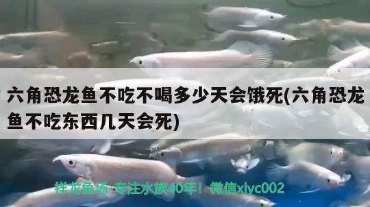 六角恐龍魚不吃不喝多少天會餓死(六角恐龍魚不吃東西幾天會死) 金三間魚