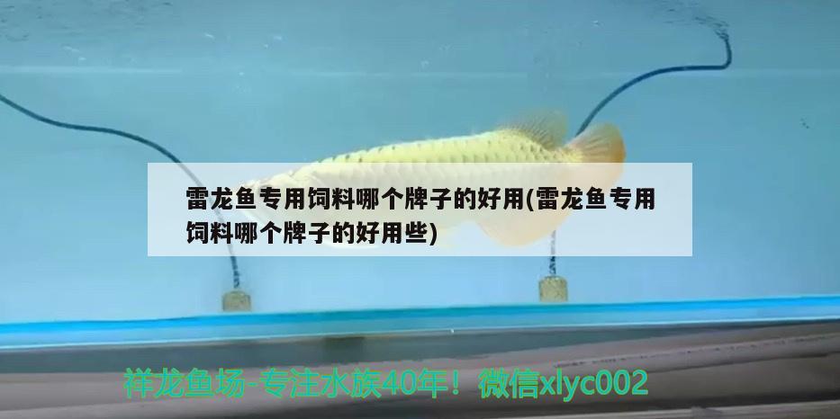 細(xì)線銀板魚與粗銀板魚（粗線銀板魚怎么分雌雄）