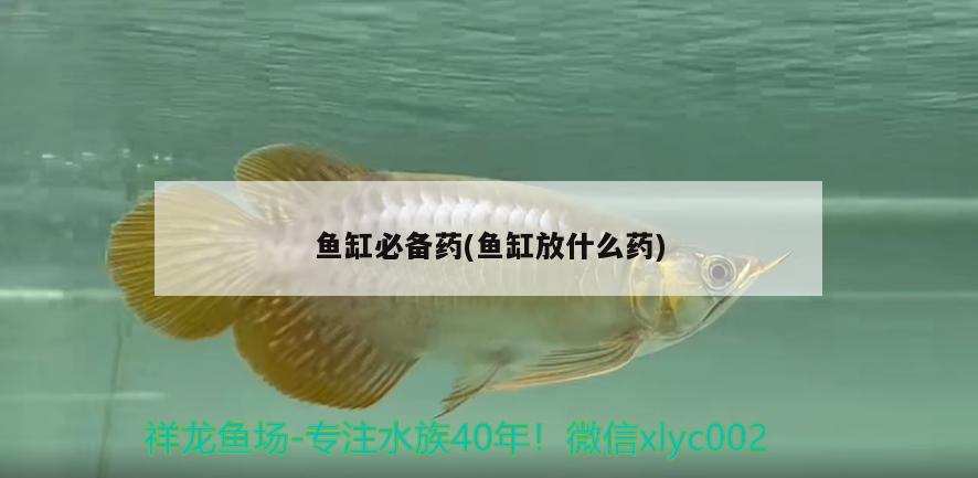 魚缸必備藥(魚缸放什么藥) 水族維護(hù)服務(wù)（上門）