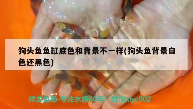 狗頭魚魚缸底色和背景不一樣(狗頭魚背景白色還黑色) 狗頭魚