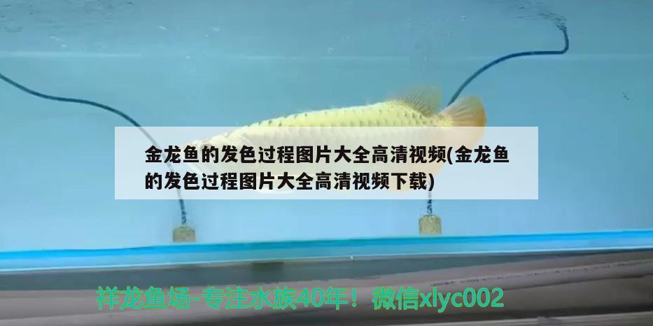 金龍魚的發(fā)色過程圖片大全高清視頻(金龍魚的發(fā)色過程圖片大全高清視頻下載) 紅白錦鯉魚