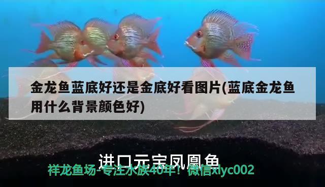 一米魚缸造景教程視頻(一米的魚缸怎么造景好看)