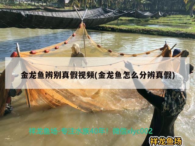 金龍魚辨別真假視頻(金龍魚怎么分辨真假)