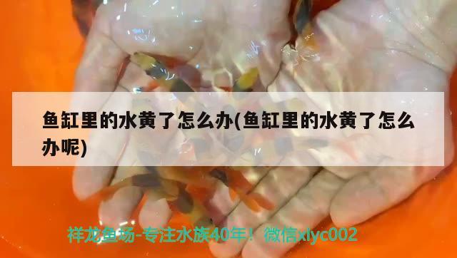 魚缸里的水黃了怎么辦(魚缸里的水黃了怎么辦呢)