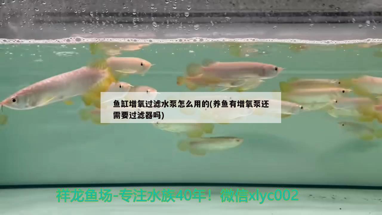 紅龍魚怎么養(yǎng)體型大的視頻（紅龍魚怎么養(yǎng)體型大的視頻教程）