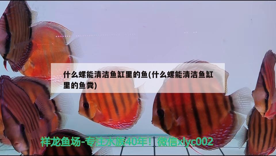 什么螺能清潔魚缸里的魚(什么螺能清潔魚缸里的魚糞)