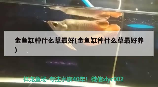 金魚缸種什么草最好(金魚缸種什么草最好養(yǎng))