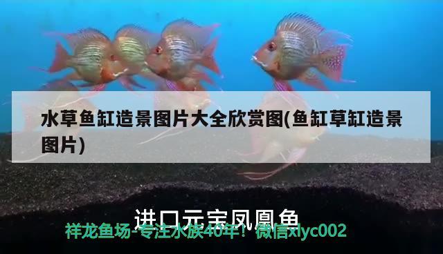 水草魚缸造景圖片大全欣賞圖(魚缸草缸造景圖片) 水草