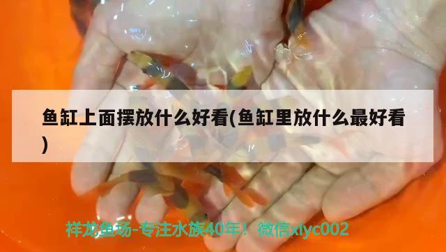 魚缸上面擺放什么好看(魚缸里放什么最好看) 龍魚百科