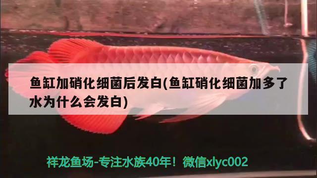 魚缸加硝化細(xì)菌后發(fā)白(魚缸硝化細(xì)菌加多了水為什么會(huì)發(fā)白) 硝化細(xì)菌