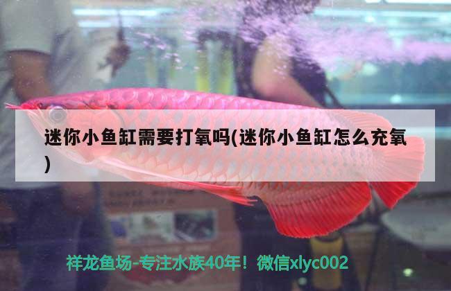 迷你小魚缸需要打氧嗎(迷你小魚缸怎么充氧)