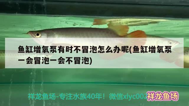 魚缸增氧泵有時不冒泡怎么辦呢(魚缸增氧泵一會冒泡一會不冒泡) 白子紅龍魚