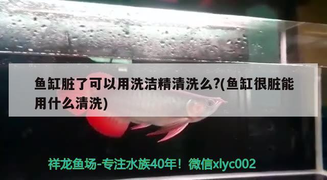 魚缸臟了可以用洗潔精清洗么?(魚缸很臟能用什么清洗) 龍魚芯片掃碼器