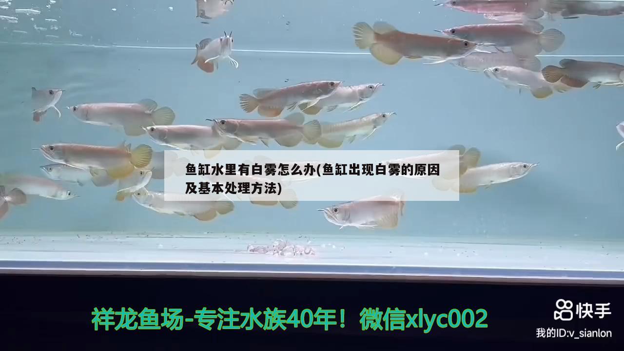 洛陽觀賞魚市場開工搞錢