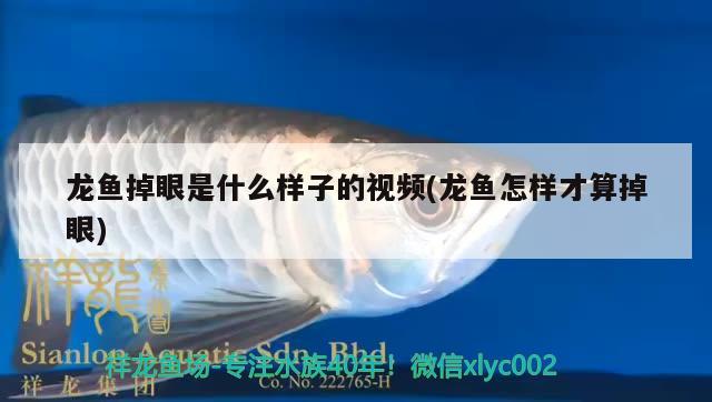 龍魚掉眼是什么樣子的視頻(龍魚怎樣才算掉眼)