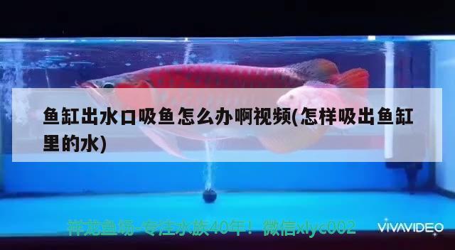 魚(yú)缸出水口吸魚(yú)怎么辦啊視頻(怎樣吸出魚(yú)缸里的水) 大白鯊魚(yú)