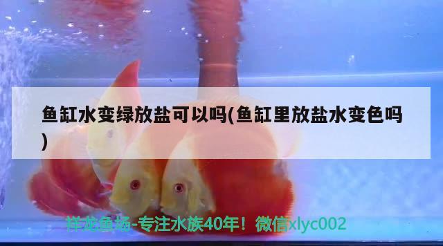 魚缸水變綠放鹽可以嗎(魚缸里放鹽水變色嗎) 圖騰金龍魚