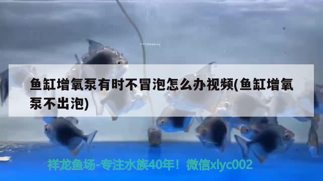 魚缸增氧泵有時(shí)不冒泡怎么辦視頻(魚缸增氧泵不出泡) 黃金鴨嘴魚