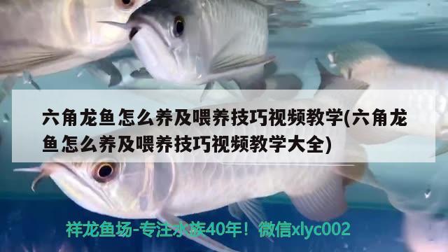 六角龍魚怎么養(yǎng)及喂養(yǎng)技巧視頻教學(xué)(六角龍魚怎么養(yǎng)及喂養(yǎng)技巧視頻教學(xué)大全)