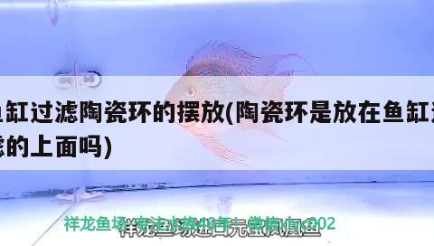 魚缸過濾陶瓷環(huán)的擺放(陶瓷環(huán)是放在魚缸過濾的上面嗎) 奈及利亞紅圓點狗頭