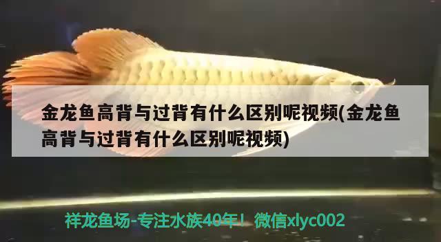 金龍魚高背與過背有什么區(qū)別呢視頻(金龍魚高背與過背有什么區(qū)別呢視頻) 硝化細菌