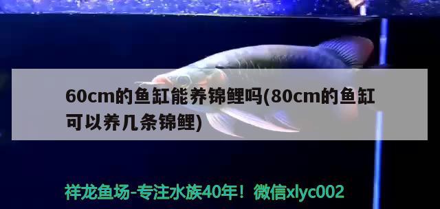 60cm的魚缸能養(yǎng)錦鯉嗎(80cm的魚缸可以養(yǎng)幾條錦鯉) 黑白雙星魚