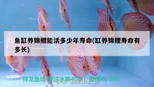 魚(yú)缸里放水葫蘆怎么養(yǎng)好魚(yú)缸里放水葫蘆怎么養(yǎng)好看，魚(yú)缸里放水葫蘆怎么養(yǎng)好及魚(yú)缸里放水葫蘆的養(yǎng)護(hù) 觀賞蝦蟹等飼料 第2張