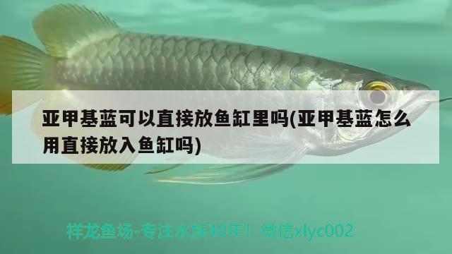 亞甲基藍可以直接放魚缸里嗎(亞甲基藍怎么用直接放入魚缸嗎) 綠皮辣椒小紅龍