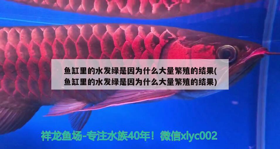 金魚缸開燈時間多久(金魚缸必須長期開燈嗎) 粗線銀版魚