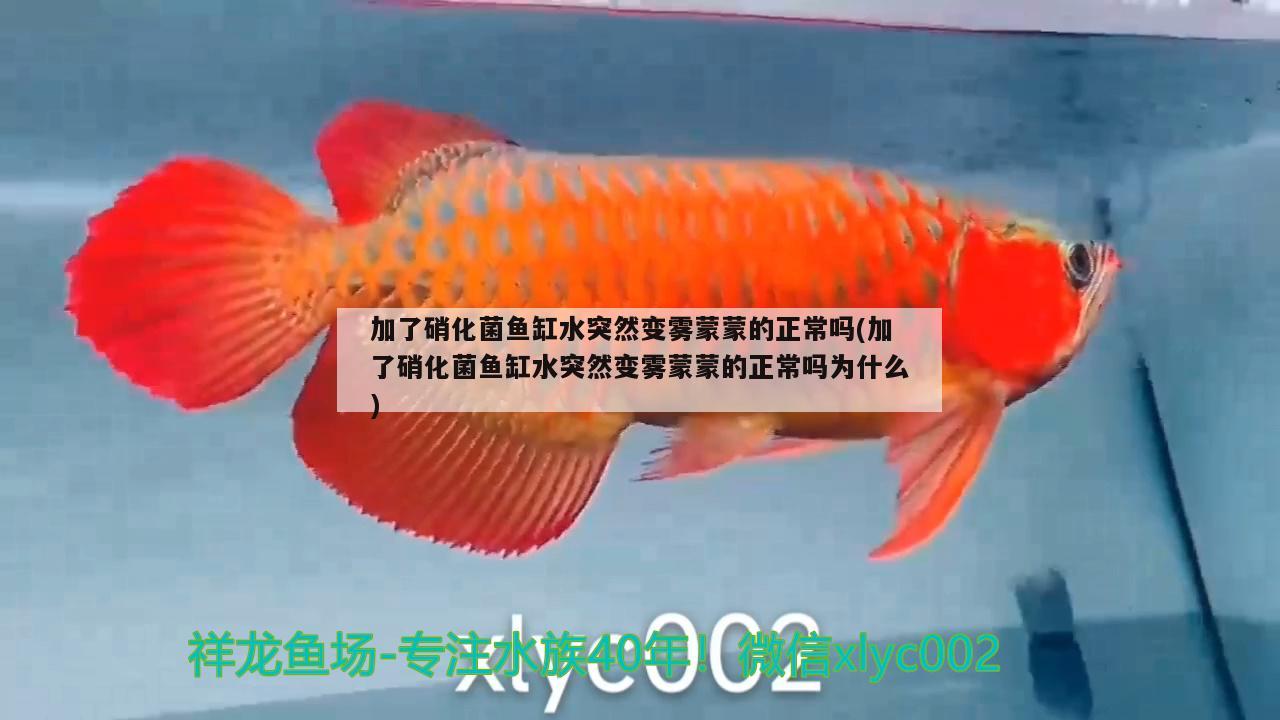 加了硝化菌魚缸水突然變霧蒙蒙的正常嗎(加了硝化菌魚缸水突然變霧蒙蒙的正常嗎為什么)