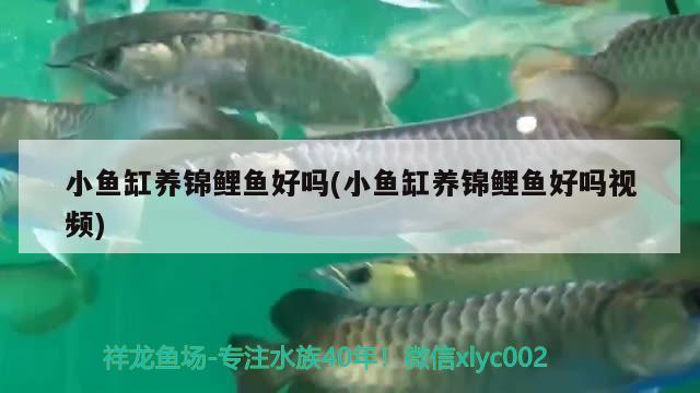 小魚缸養(yǎng)錦鯉魚好嗎(小魚缸養(yǎng)錦鯉魚好嗎視頻) 養(yǎng)魚知識(shí)