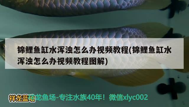 錦鯉魚缸水渾濁怎么辦視頻教程(錦鯉魚缸水渾濁怎么辦視頻教程圖解)