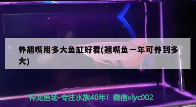 養(yǎng)翹嘴用多大魚缸好看(翹嘴魚一年可養(yǎng)到多大) 一眉道人魚