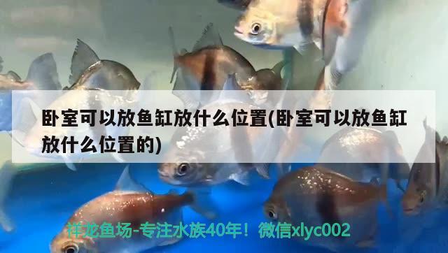 畫法幾何魚缸水泵聲音大：魚缸水泵的聲音