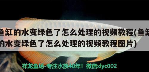 魚缸的水變綠色了怎么處理的視頻教程(魚缸的水變綠色了怎么處理的視頻教程圖片)