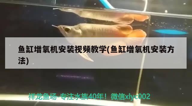 魚缸增氧機安裝視頻教學(xué)(魚缸增氧機安裝方法)