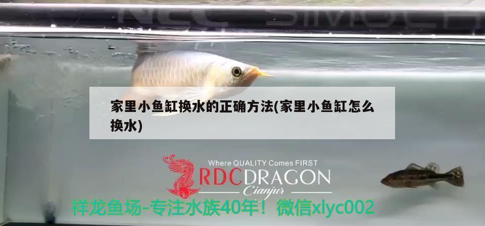 家里小魚缸換水的正確方法(家里小魚缸怎么換水)