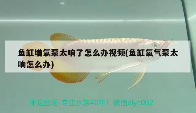 魚缸增氧泵太響了怎么辦視頻(魚缸氧氣泵太響怎么辦) 羽毛刀魚苗