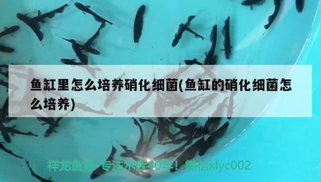 魚缸里怎么培養(yǎng)硝化細(xì)菌(魚缸的硝化細(xì)菌怎么培養(yǎng)) 硝化細(xì)菌