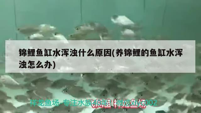 錦鯉魚缸水渾濁什么原因(養(yǎng)錦鯉的魚缸水渾濁怎么辦) 觀賞魚市場(chǎng)（混養(yǎng)魚） 第2張