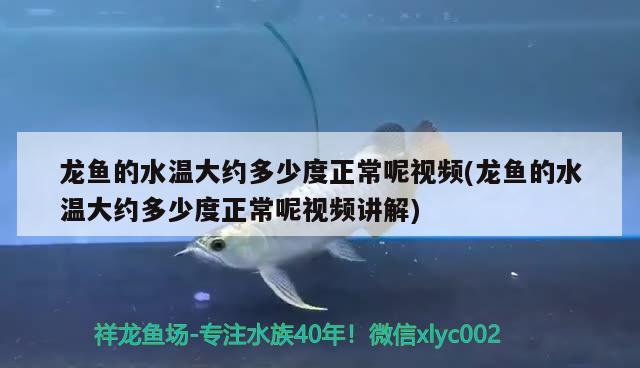 巴卡雷龍需要多大的魚缸才能養(yǎng)活(雷龍魚用多大的缸)