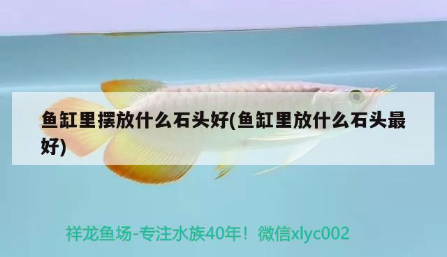 魚缸害死的演員：魚缸扎死的明星