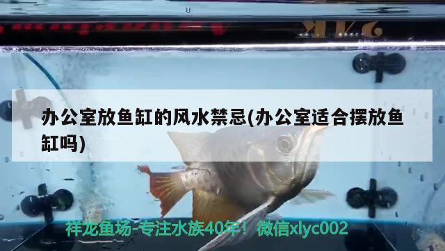 辦公室放魚缸的風(fēng)水禁忌(辦公室適合擺放魚缸嗎) 魚缸風(fēng)水