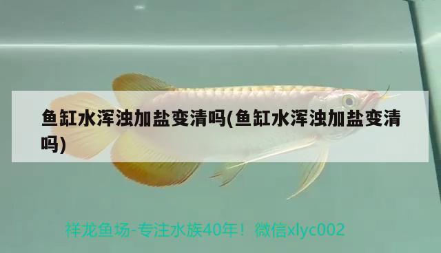 魚缸水渾濁加鹽變清嗎(魚缸水渾濁加鹽變清嗎) 蝴蝶鯉魚苗